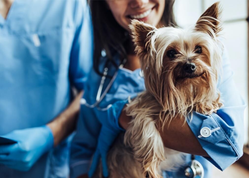 #2. Vet care/vaccinations